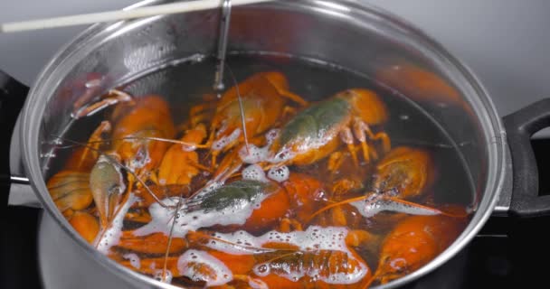 Lebende Krebse Werden Zum Kochen Kochendes Wasser Geworfen Kochen Lebende — Stockvideo