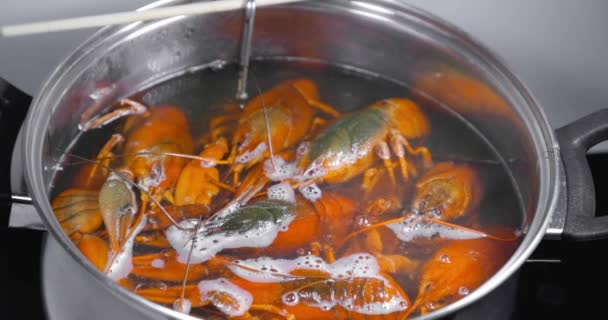 Levande Kräftor Kastas Kokande Vatten För Matlagning Matlagning Levande Kräftor — Stockvideo