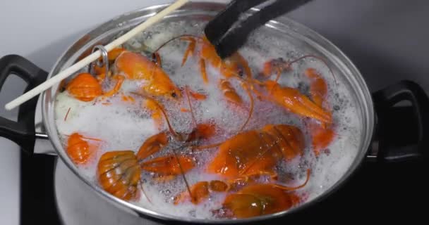 Levande Kräftor Kastas Kokande Vatten För Matlagning Matlagning Levande Kräftor — Stockvideo