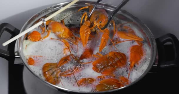 Lebende Krebse Werden Zum Kochen Kochendes Wasser Geworfen Kochen Lebende — Stockvideo