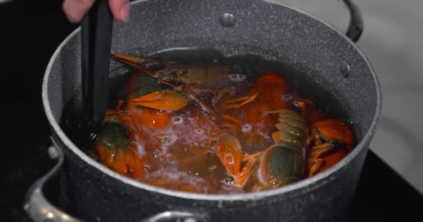 Los Cangrejos Río Vivos Echan Agua Hirviendo Para Cocinar Cocinar — Vídeo de stock