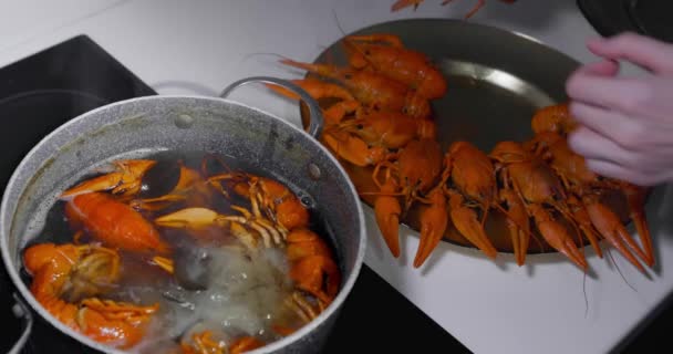 鲜活的小龙虾被扔进沸水中烹调 生鱼片煮熟 — 图库视频影像