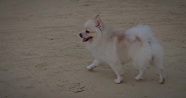 ポメラニアの犬が午後の遅い動きでビーチを楽しく走っています — ストック動画