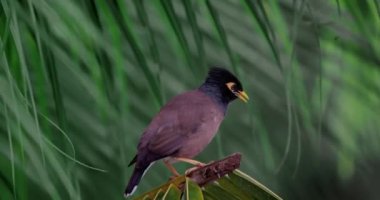 Myna kuşunun yakın plan çekimi bir palmiye dalına oturur, etrafına bakar ve başını sallar..