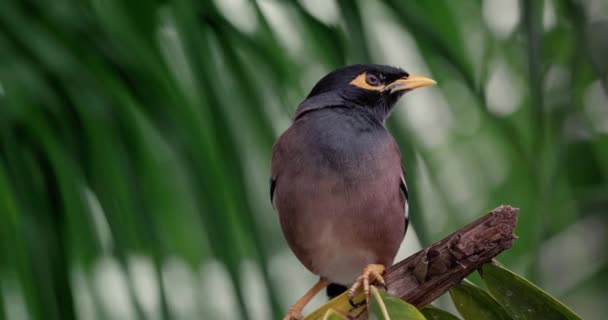 Zbliżenie Ptaka Myna Siedzi Gałęzi Palmy Rozgląda Się Potrząsa Głową — Wideo stockowe