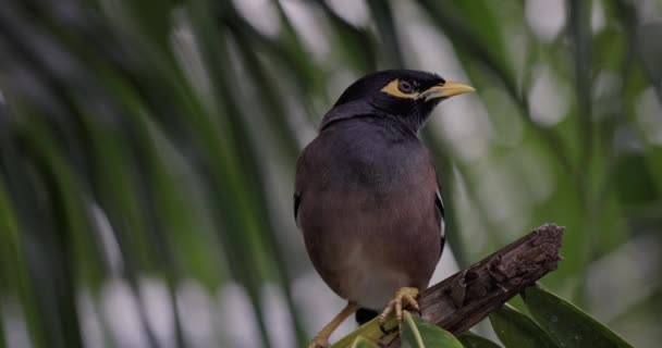 Nahaufnahme Von Myna Vogel Sitzt Auf Einem Palmzweig Schaut Sich — Stockvideo