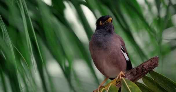 Myna Kuşunun Yakın Plan Çekimi Bir Palmiye Dalına Oturur Etrafına — Stok video
