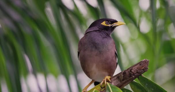 Myna Kuşunun Yakın Plan Çekimi Bir Palmiye Dalına Oturur Etrafına — Stok video