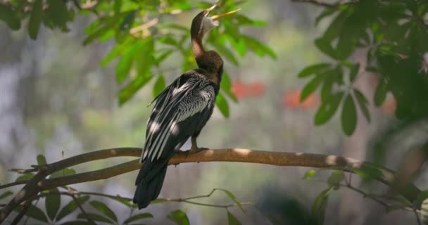 Ağacın Üzerinde Oturan Avustralya Darterkuşu Anhinga Novaehollandiae Tam Yükseklik Kanatları — Stok video
