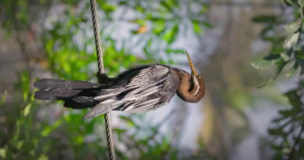 Australasiatischer Dartervogel Anhinga Novaehollandiae Sitzt Auf Einem Baum Volle Höhe — Stockvideo