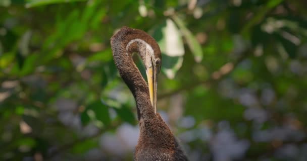 Australasiatisk Darterbird Anhinga Novaehollandiae Sittande Ett Träd Full Höjd Rengör — Stockvideo