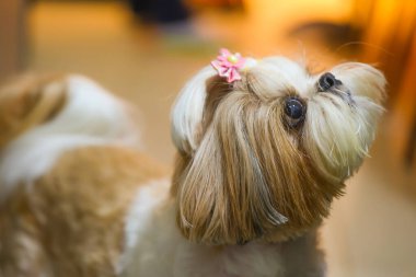 tapılası Yorkshire teriyer köpeği yakın planda. 