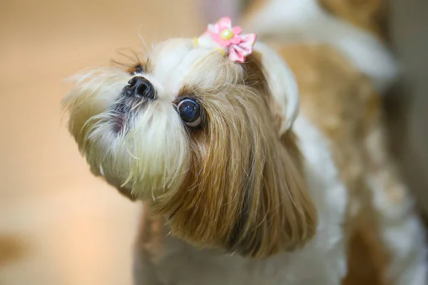 愛らしいヨークシャーテリア犬でクローズアップ — ストック写真