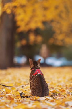 Cat sitting outdoor on the leaves in autumn. A beautiful bengal cat walks among yellow leaves on a autumn day. The concept of loneliness in the modern world. A cat is rest in the autumn park.