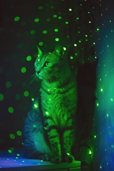 Sweet cat around stars in space. Cute cat over fireworks background. Portrait of funny cat with neon light. Cute Cat close up. Pet care. Concept of adorable little pets.