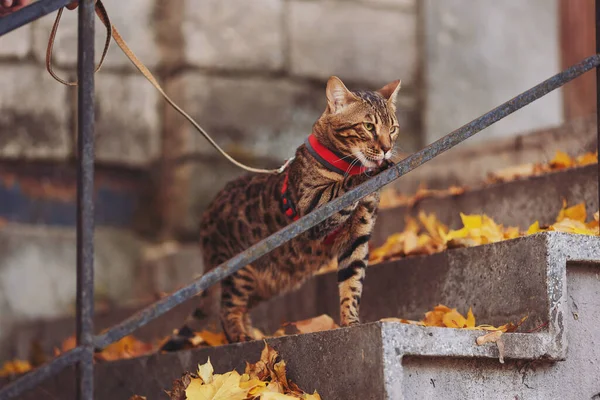 A beautiful bengal cat walks among yellow leaves on a autumn day. A pet on a walk in city. Domestic cat on stairs. Sweet pet wandering outdor adventure. cat posing on the stairs of an old house.