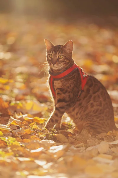 A beautiful bengal cat walks among yellow leaves on a autumn sunny day. A pet on a walk in nature. Domestic cat walking on a leash in the fall park. Sweet pet wandering outdor adventure.