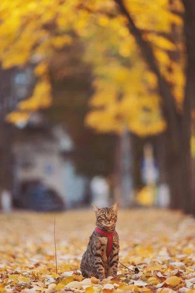 A beautiful bengal cat walks among yellow leaves on a autumn day. A pet on a walk in nature. Autumn vacation. Domestic cat walking on a leash in the fall park. Sweet pet wandering outdor adventure.