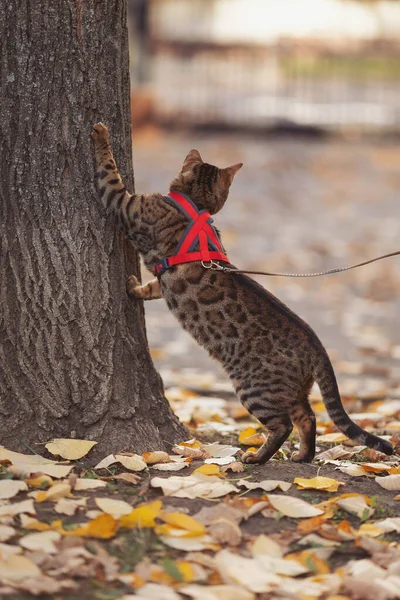A cat climbs a tree in the park. A beautiful bengal cat walks among yellow leaves on a autumn day. Domestic cat walking on a leash in the fall park. a pet wandering outdor adventure.