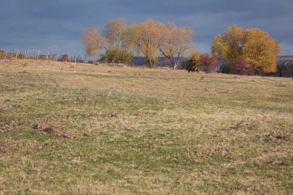 緑の牧草地で牛の餌 牧草地で牛と秋の風景 牛が草を食べる田園風景 — ストック写真