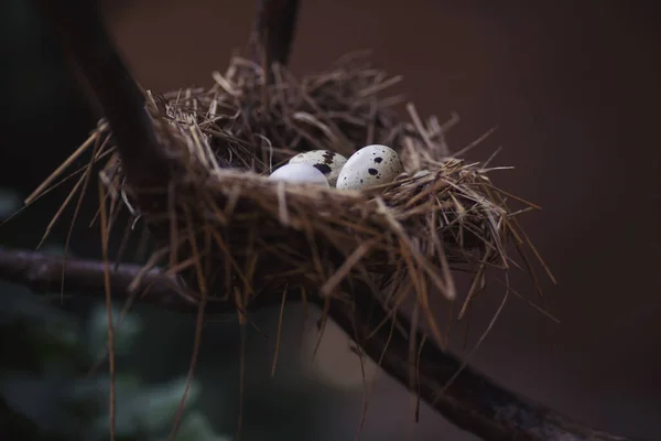 Nidology Study Birds Nest Clutch Eggs Hatching Tray Made Grass — Stock Photo, Image