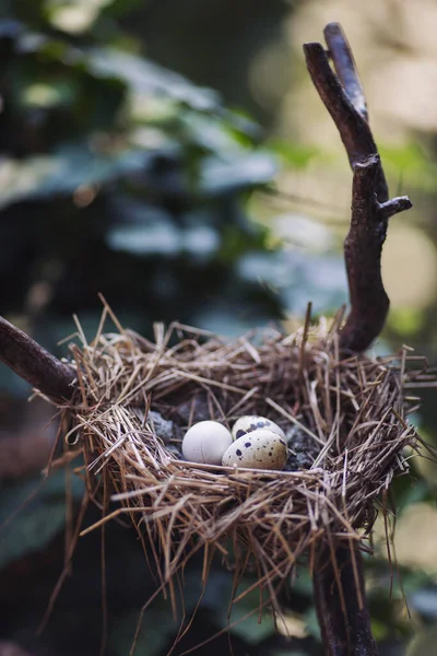鳥類学鳥の巣の研究 4個の卵のクラッチ ハッチングトレイは草で作られ 自慢し 並んでいます イースター用のイースターエッグの枝に鳥の巣 木の背景に卵とウィッカーの巣 — ストック写真