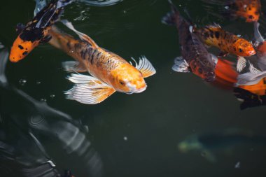 Gölde yüzen koi balıklarının yukarıdan görünüşü. Koi sazan balığı Japon yüzme (Cyprinus carpio) güzel renk varyasyonları doğal organik. Renkli sazan balığı..