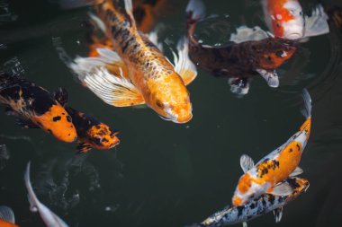Gölde yüzen koi balıklarının yukarıdan görünüşü. Koi sazan balığı Japon yüzme (Cyprinus carpio) güzel renk varyasyonları doğal organik. Renkli sazan balığı..