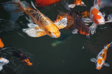 Gölde yüzen koi balıklarının yukarıdan görünüşü. Koi sazan balığı Japon yüzme (Cyprinus carpio) güzel renk varyasyonları doğal organik. Renkli sazan balığı..