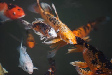 Gölde yüzen koi balıklarının yukarıdan görünüşü. Koi sazan balığı Japon yüzme (Cyprinus carpio) güzel renk varyasyonları doğal organik. Renkli sazan balığı..