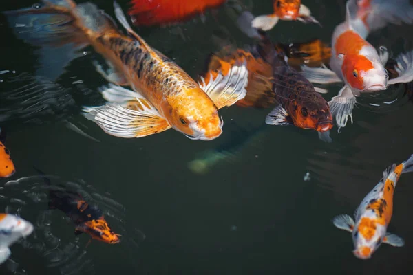俯瞰在池塘里游泳的考伊鲤鱼 海带鱼日本游泳 海带鱼 美丽的颜色变化天然的有机 色彩艳丽的鲤鱼 — 图库照片