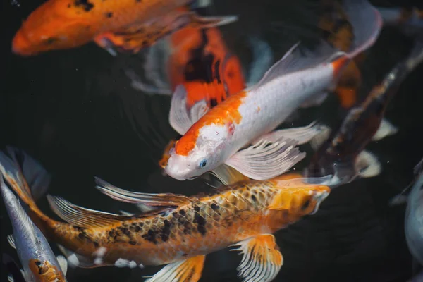 Gölde Yüzen Koi Balıklarının Yukarıdan Görünüşü Koi Sazan Balığı Japon — Stok fotoğraf