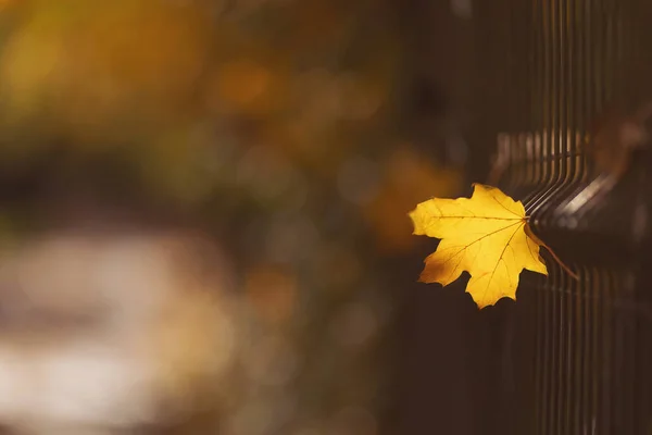 Yellow maple leafe on a blurred background. Golden leafe in autumn park. Idyllic autumn nature. Bright yellow maple leaf angled sideways through a black fence.