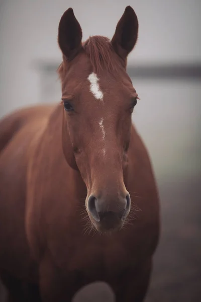 Portrait of a horse in the paddock. Horse at a farm with foggy background. Old retired horse.  Equestrian club, horse riding, animal protection, pet concept.