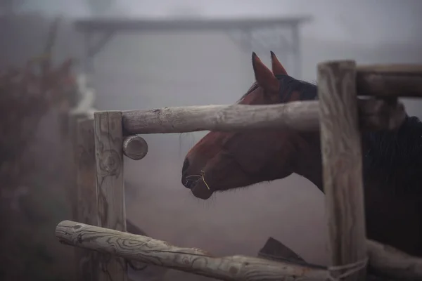 Портрет Лошади Загоне Лошадь Ферме Туманным Прошлым Старая Лошадь Пенсии — стоковое фото