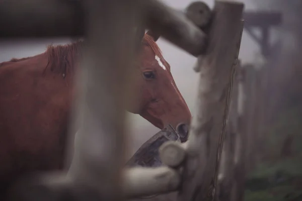 Retrato Cavalo Comer Doca Cavalo Uma Fazenda Com Fundo Nebuloso — Fotografia de Stock
