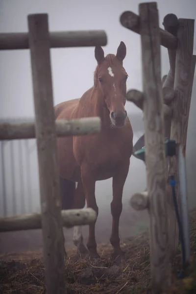 Ritratto Cavallo Nel Recinto Cavallo Una Fattoria Con Sfondo Nebbioso — Foto Stock