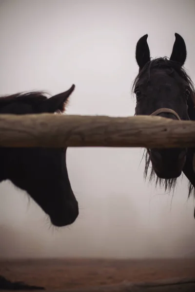Retrato Dramático Dois Cavalos Negros Cais Cavalos Uma Fazenda Com — Fotografia de Stock