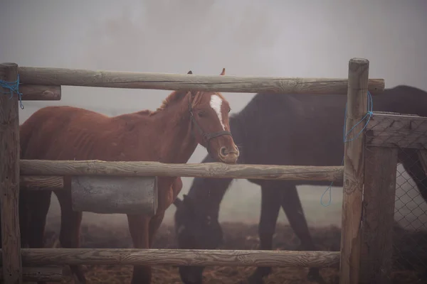 Retrato Cavalos Doca Cavalos Uma Fazenda Com Fundo Nebuloso Clube — Fotografia de Stock