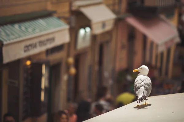 海鸥在模糊的古代建筑背景上 意大利城市阳光普照的景象 欧洲城市黄嘴灰白色羽毛海鸥 — 图库照片