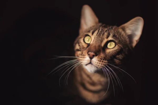 Πανέμορφο Προπύργιο Του Spotted Bengal Cat Ευγενικά Μάτια Στο Απομονωμένο — Φωτογραφία Αρχείου