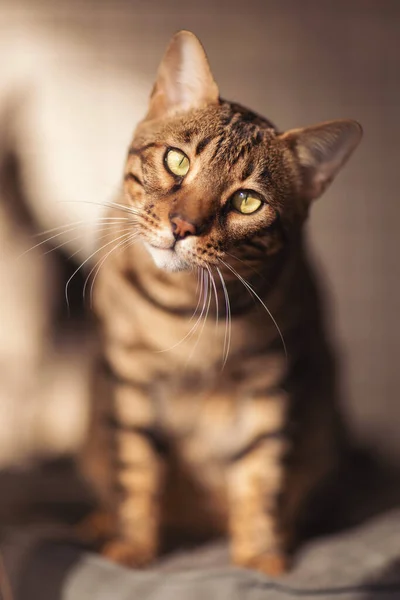 Nádherná Skvrnitá Bengálská Kočka Laskavýma Očima Hledícíma Kamery Fešák Zlatohnědý — Stock fotografie