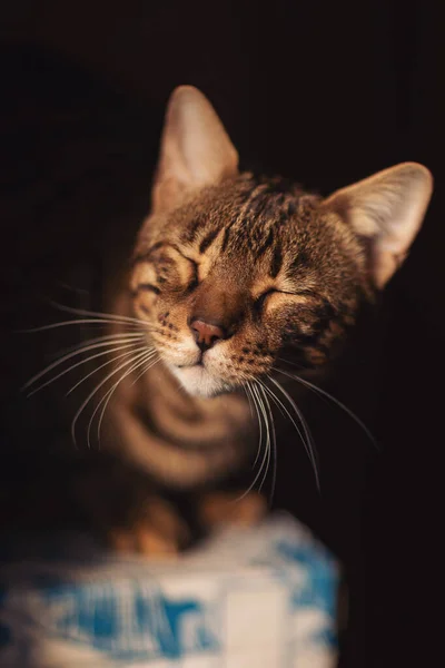 귀여운 집고양이가 햇빛을 즐기고 벵골여우는 배경에 탁트인 눈으로 멋지게 얼룩져 — 스톡 사진