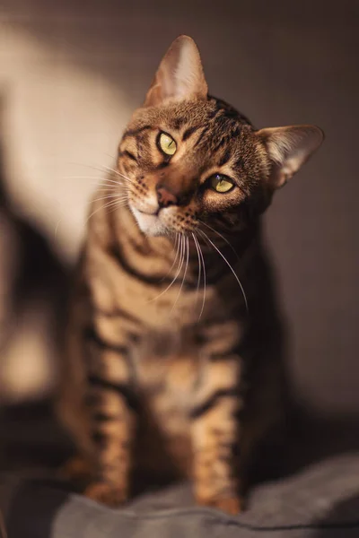 Великолепная Бенгальская Кошка Добрыми Глазами Смотрящая Камеру Красивый Золотисто Коричневый — стоковое фото