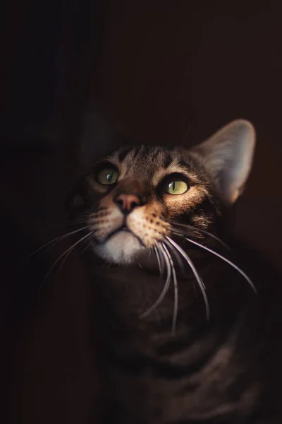 Porret Lindo Gato Bengala Manchado Com Olhos Gentis Fundo Escuro — Fotografia de Stock