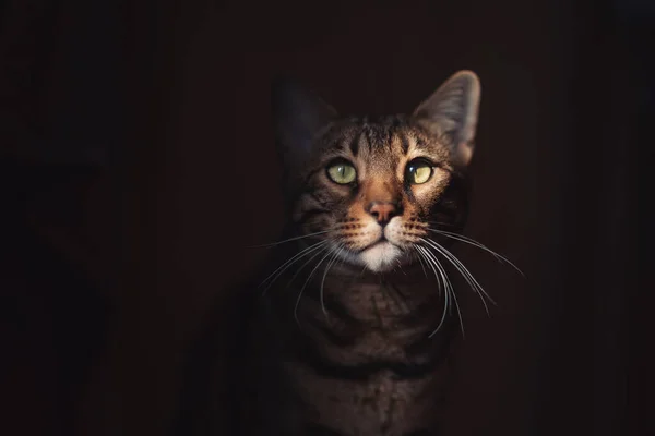 Wspaniały Portret Spotted Bengal Cat Życzliwymi Oczami Odizolowanym Ciemnym Tle — Zdjęcie stockowe
