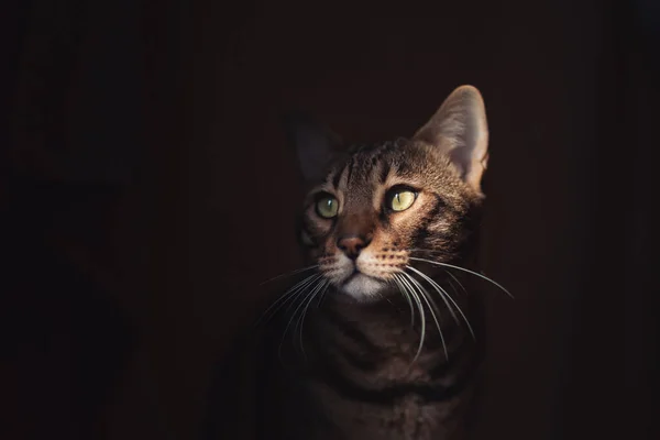여기저기흩어져 고양이는 어두운 배경을 눈으로 바라본다 황금빛 고양이는 속에서 지낸다 — 스톡 사진