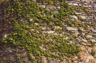 Kıvrılmış liana ve bir kayaya tırmanan kökler. Yeşil bitkilerle dolu büyük bir duvar arkaplanı. Yosunlu taştan duvar, fotoğraf dokusunu kapat. Antik binanın sert taş duvarı. Yeşil yosun taşın üstünde, yakın plan..