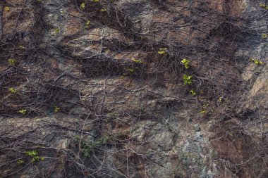 Kıvrılmış liana ve bir kayaya tırmanan kökler. Yeşil bitkilerle dolu devasa bir taş zemin. Yosunlu taştan duvar, fotoğraf dokusunu kapat. Yeşil yosun taşın üstünde, yakın plan..