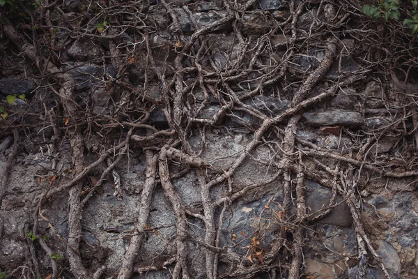 Скрученная Лиана Корни Взбирающиеся Скалу Огромный Каменный Фон Зелеными Растениями — стоковое фото